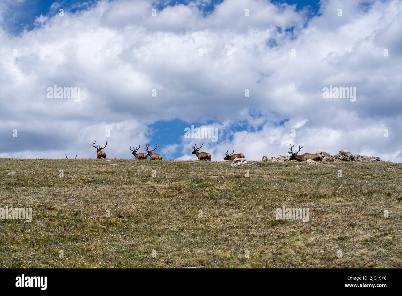 The herd of elk at Rocky Mountain National Park in Colorado Stock Photo ...