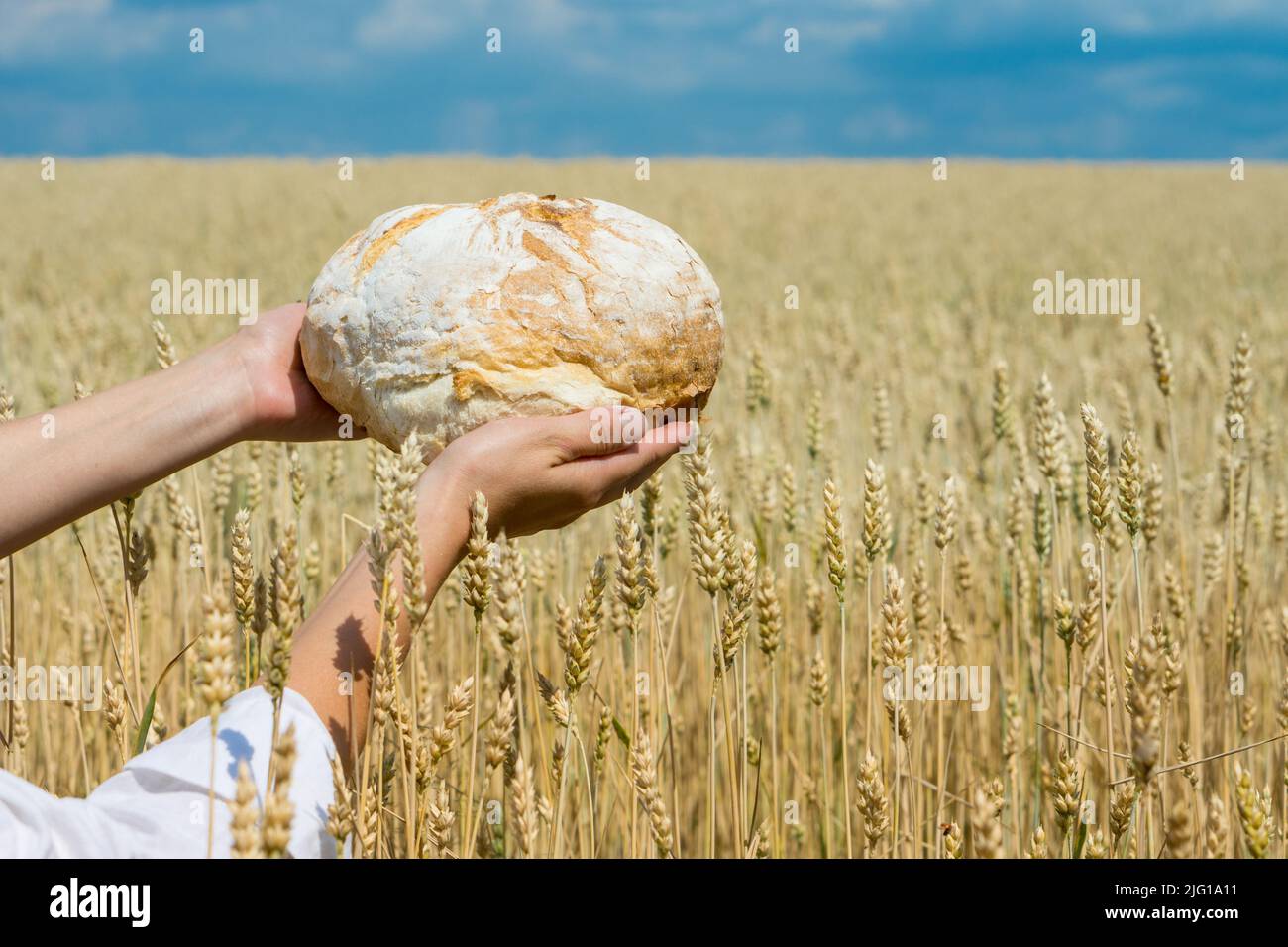 Female hands holding home baked bread loaf above ripe wheat field. World food security concept. Stock Photo