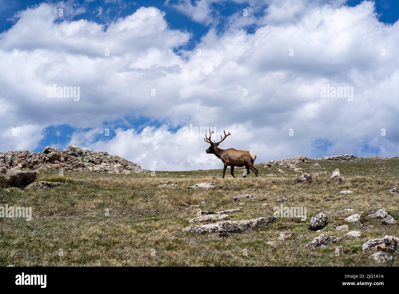 The elk at Rocky Mountain National Park, Colorado, USA Stock Photo - Alamy