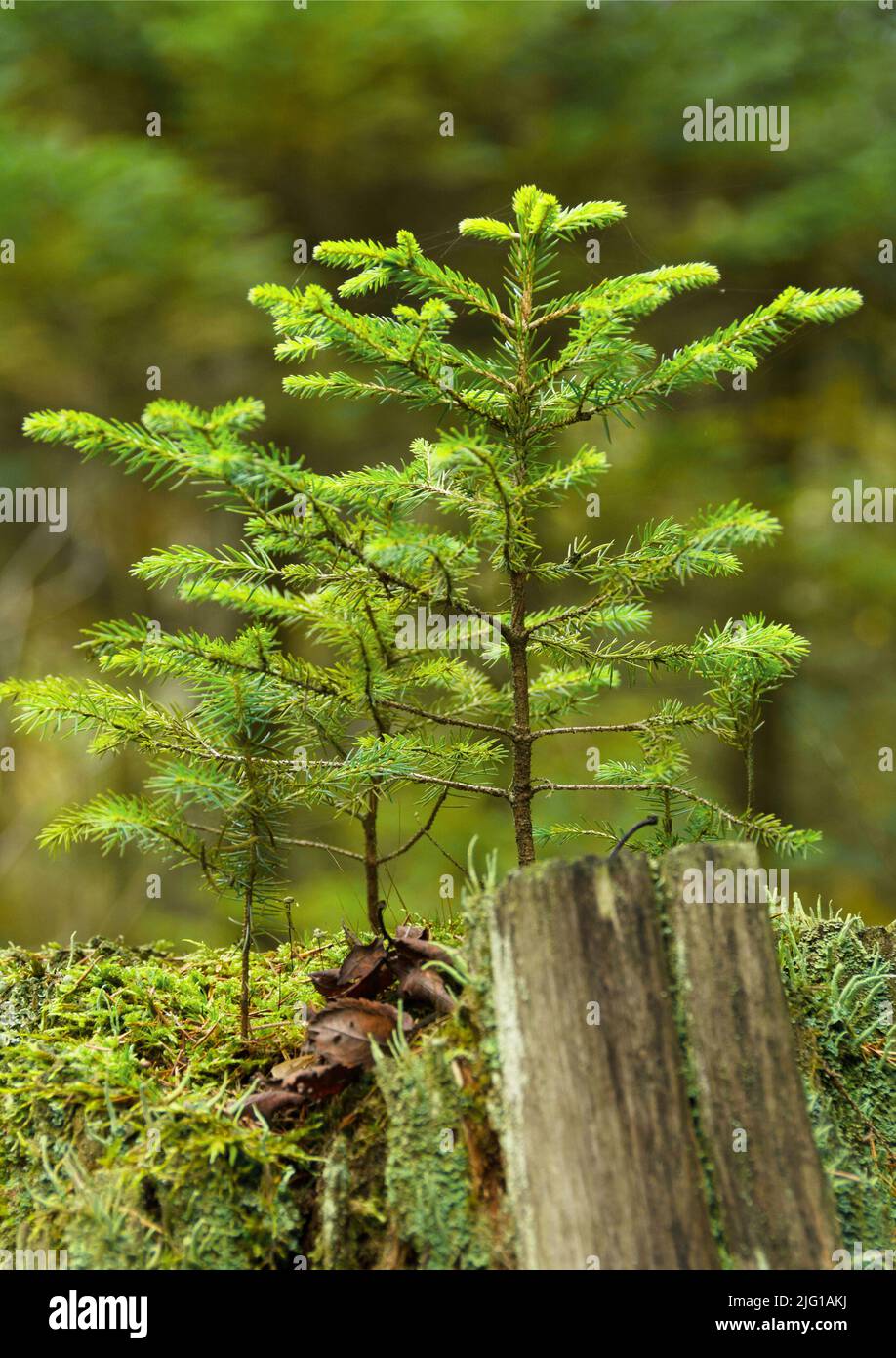 A small tree grows on an old tree stump. New things are created, old things go by... Stock Photo