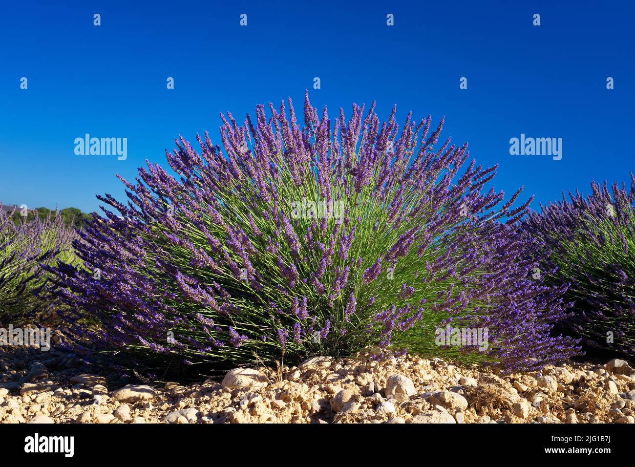 View of flowers in lavender field, Valensole, France Stock Photo