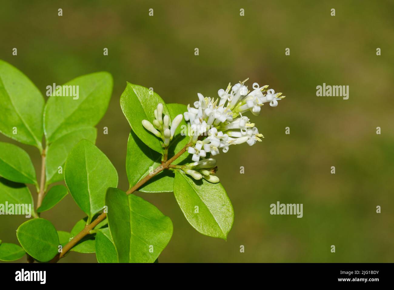 Close up of white flowers of Ligustrum ovalifolium, also known as