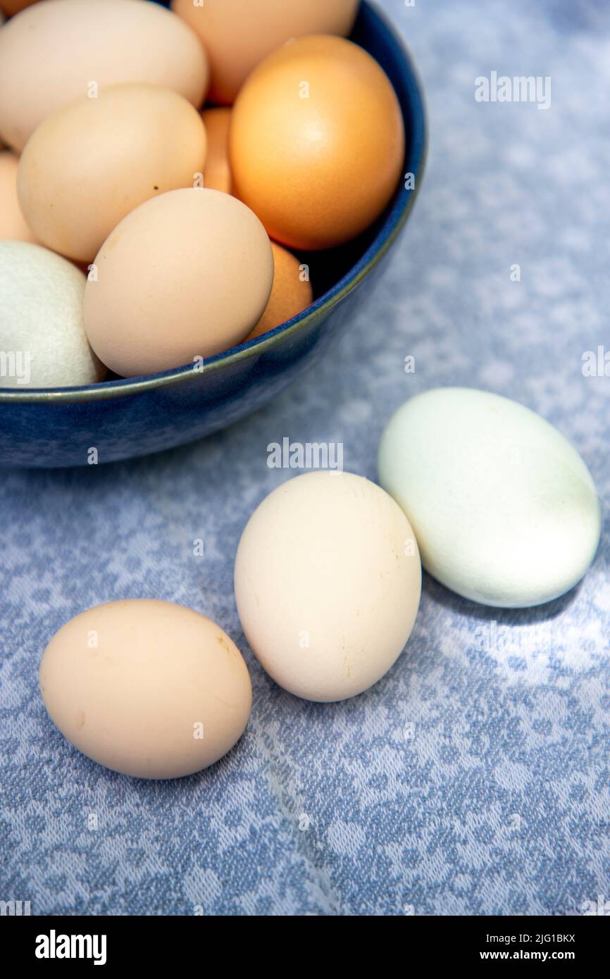 Fresh organic duck and chicken eggs. - Stock Image