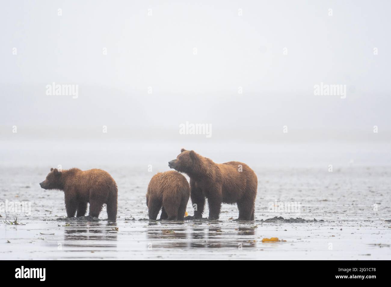 Alaskan brown bear sow and cubs clamming on a mud flat on a foggy and