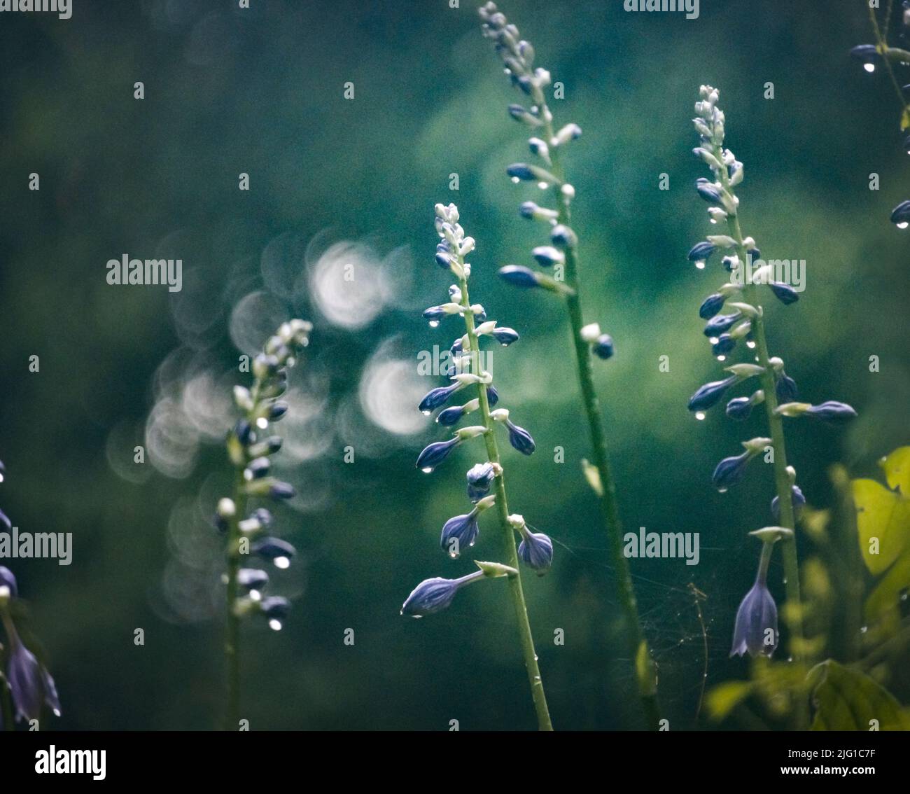Purple hosta flowers, Funkia, with rain drops on a misty, lush background in spring or summer, Lancaster, Pennsylvania Stock Photo
