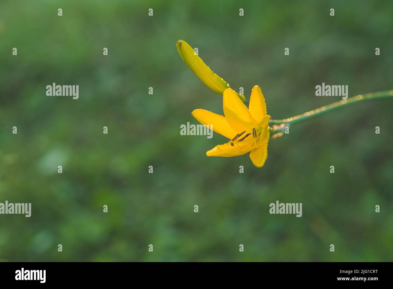 Close up of Yellow lily flower. Hemerocallis also called Lemon Lily, Yellow Daylily Stock Photo