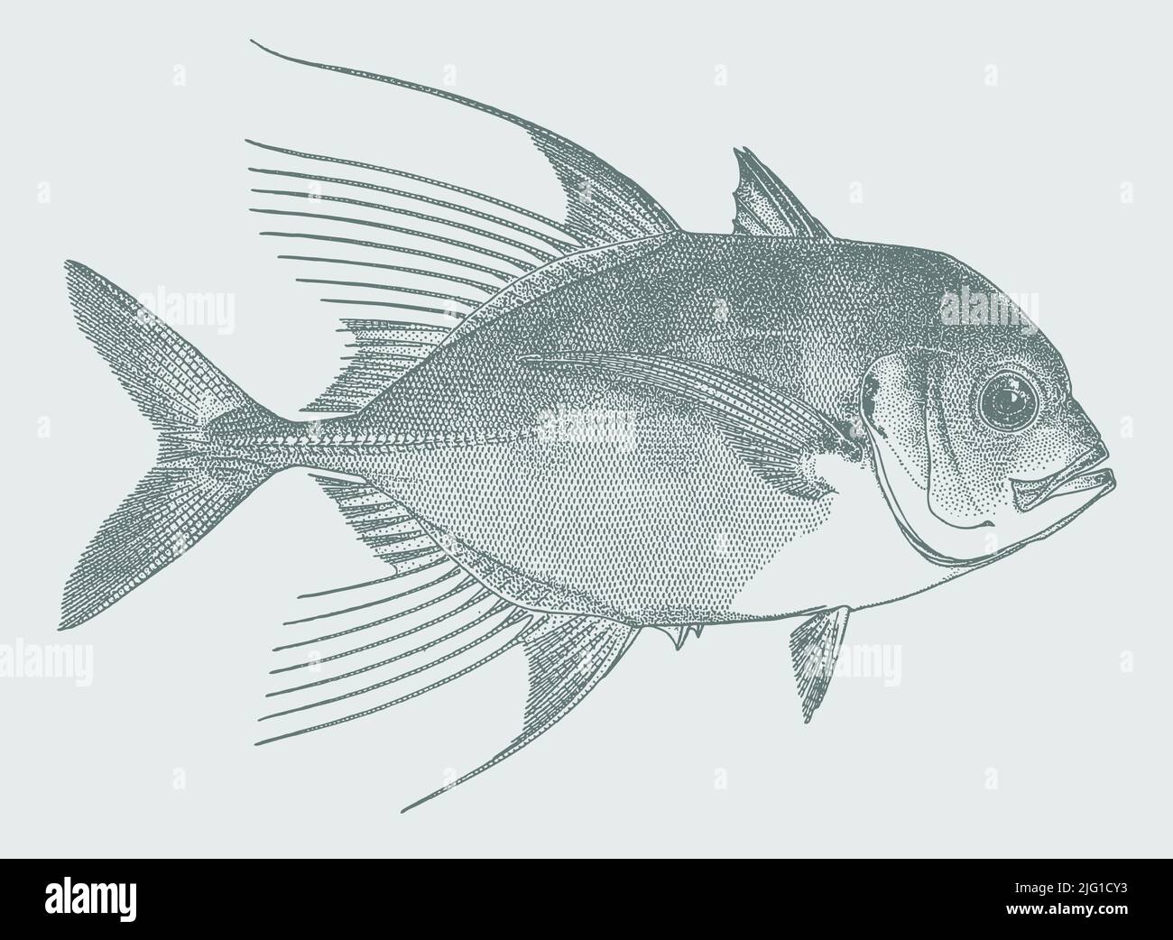 Bumpnose trevally carangoides hedlandensis, marine food fish in side view Stock Vector