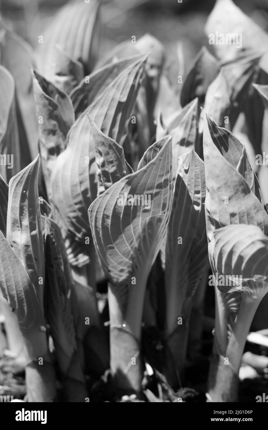 Leafy plant growing in the bright summer sun in black and white Stock ...