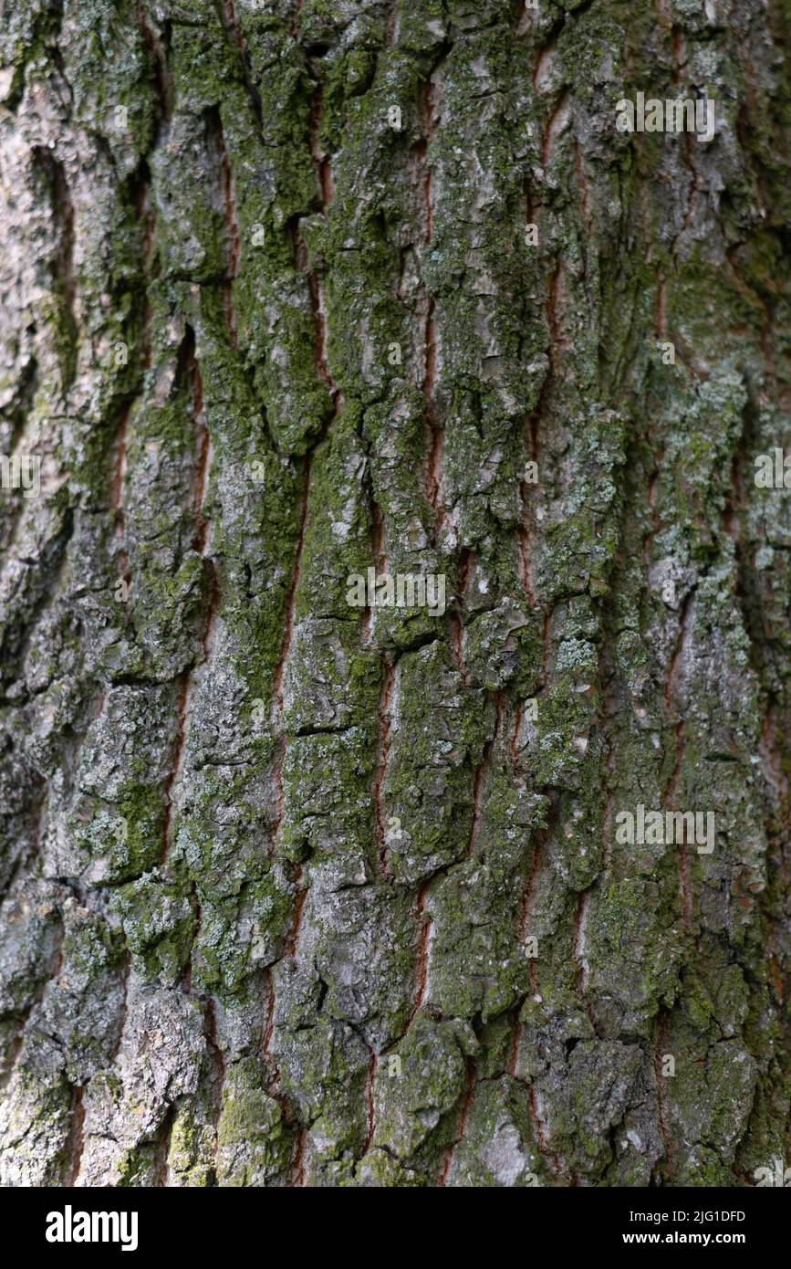 bark tree texture, background. High quality photo Stock Photo