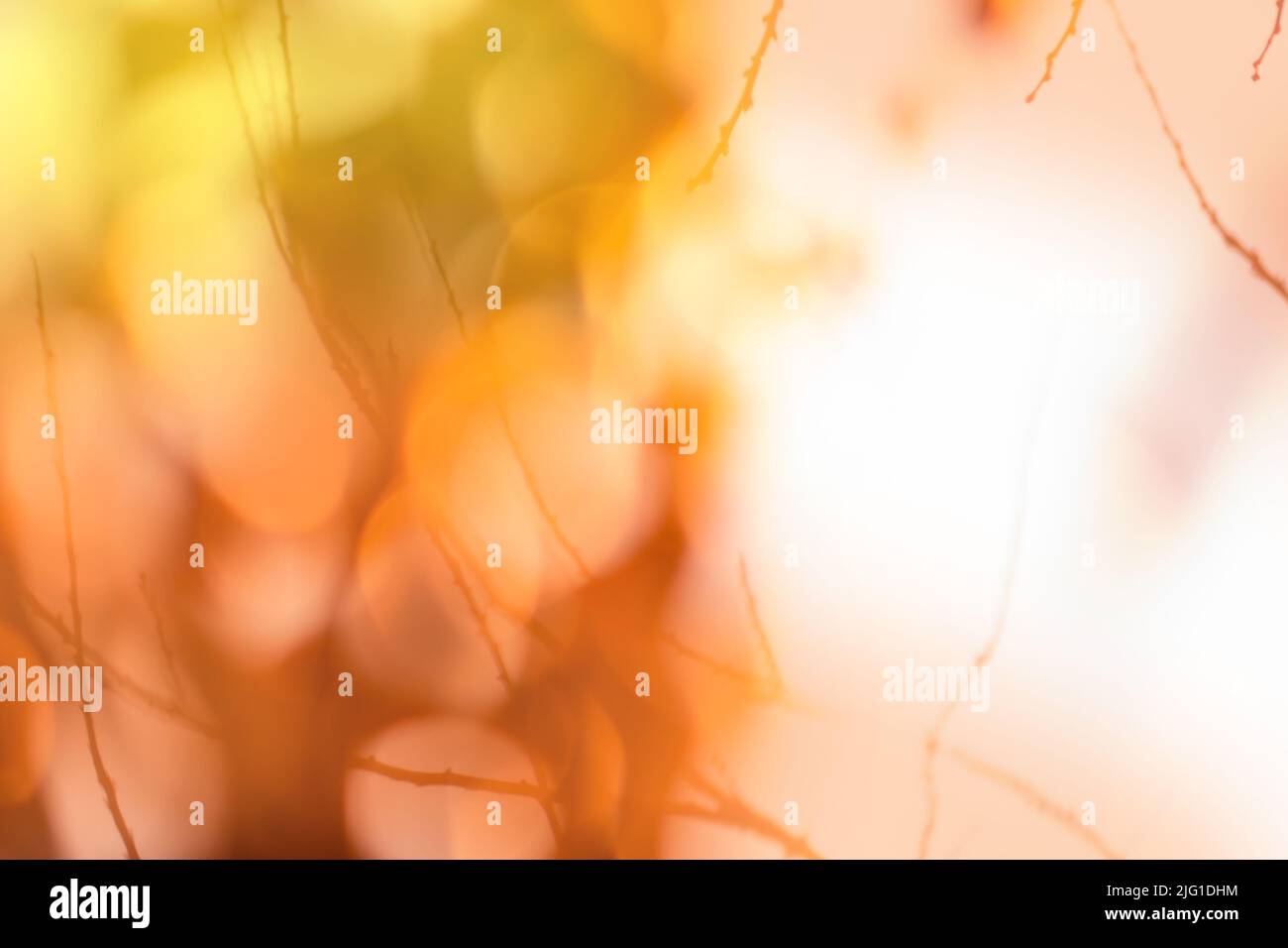 Autumn forest bokeh multicolored texture. Autumn abstract blurred background. Stock Photo