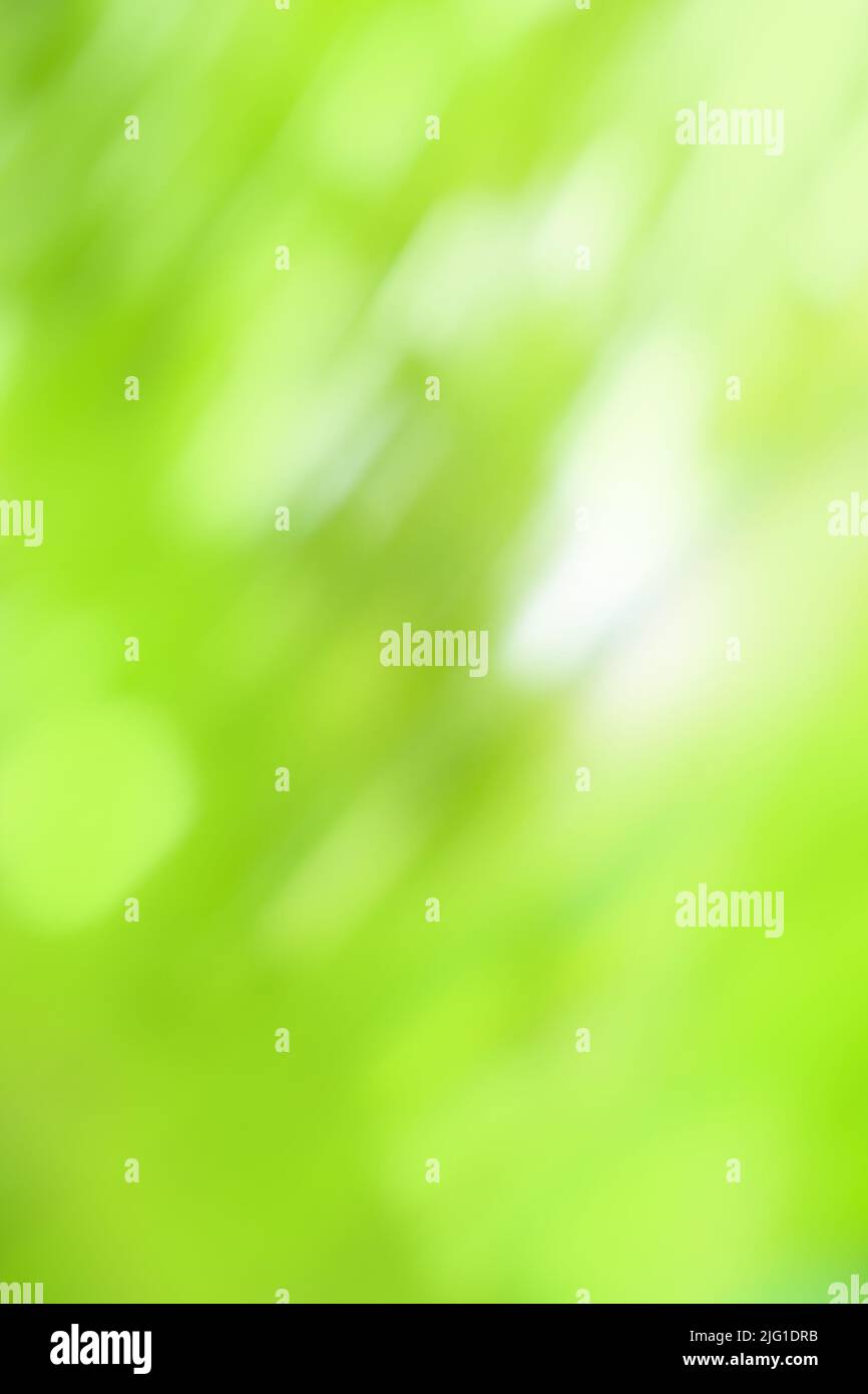 Chlorine greenery  blurred background. Pistachio color blur bokeh. Stock Photo