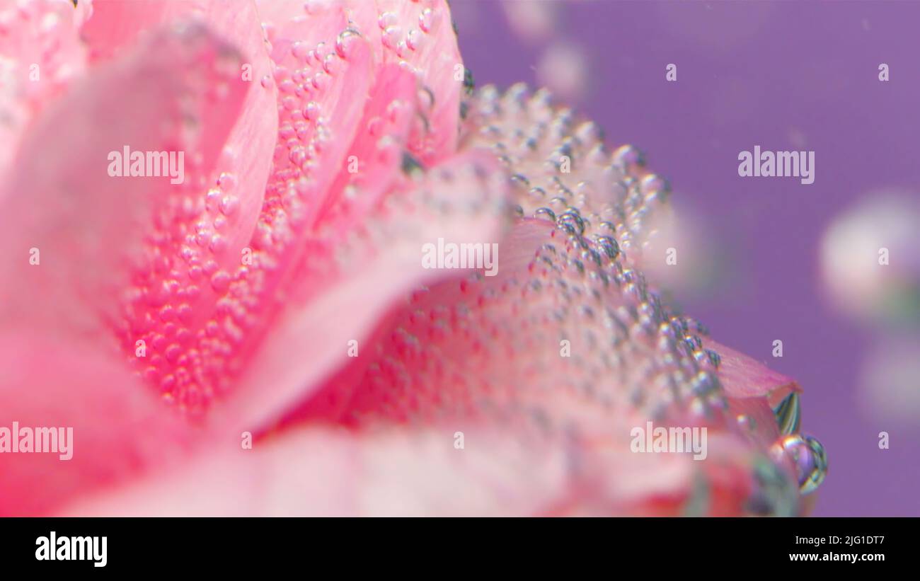 Daisy flower petals falling hires stock photography and images Alamy