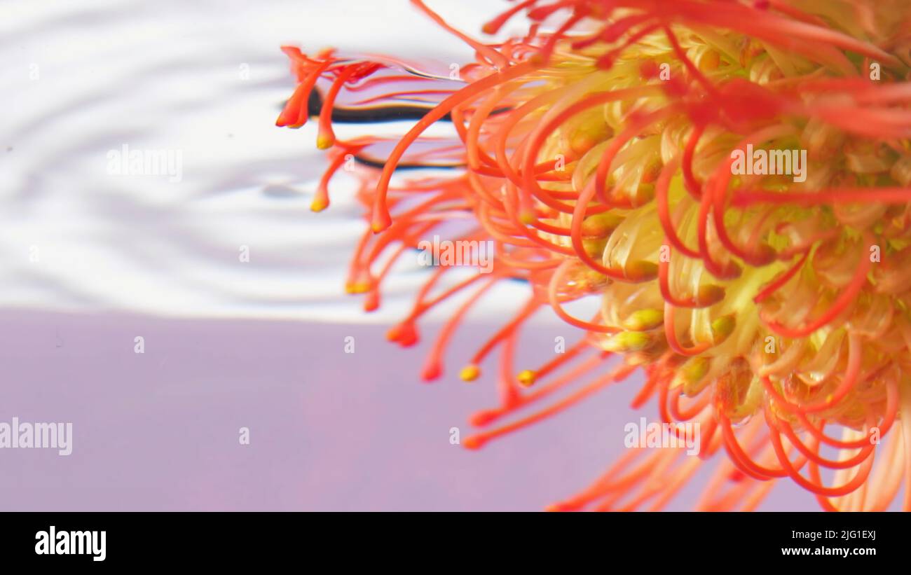 Orange flower. Stock footage. A bright flower dipped in water that is rotated from side to side. High quality FullHD footage Stock Photo