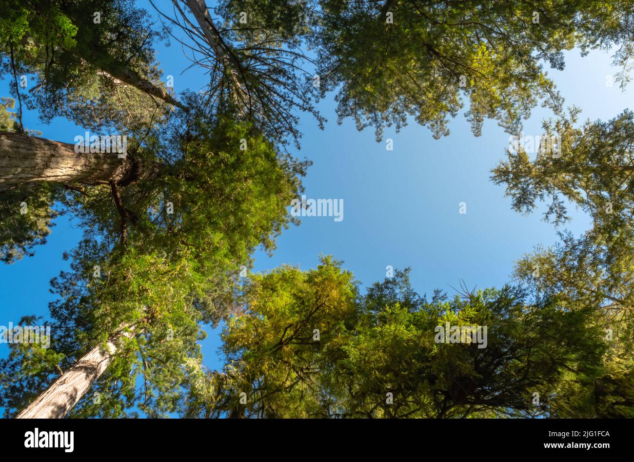 Perspective of looking up to the blue sky between tall redwood trees in ...