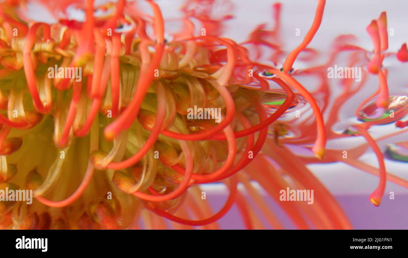 Orange flower. Stock footage. A bright flower dipped in water that is rotated from side to side. High quality FullHD footage Stock Photo