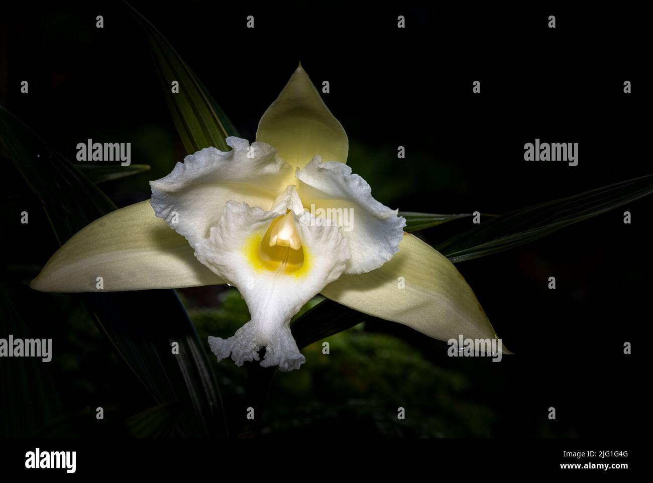 White sobralia orchid from the mountain cloud forest of Panama dark background Stock Photo