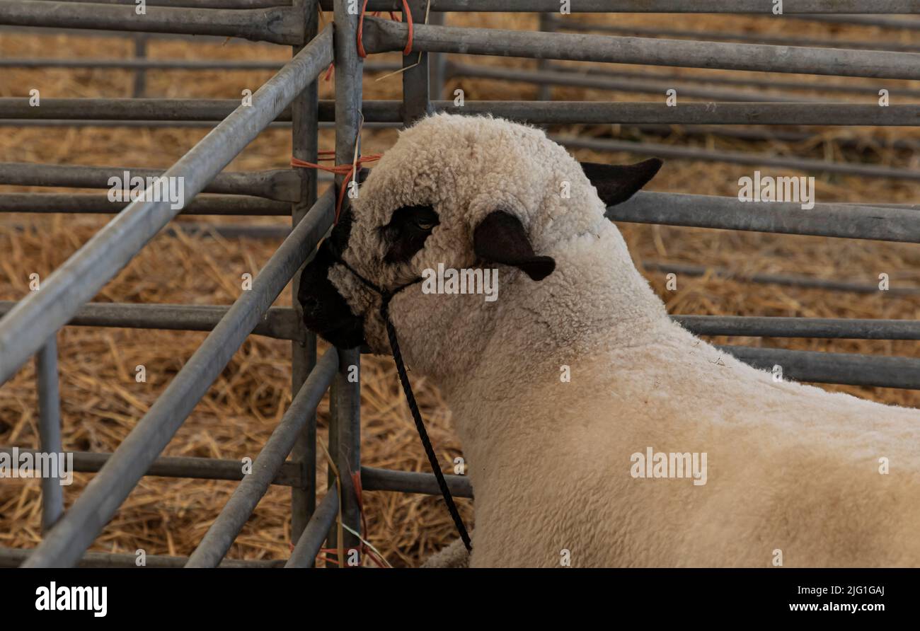 Close up of head of black and white sheep tied by a harness to the corner of a pen made of galvanised steel bars Stock Photo