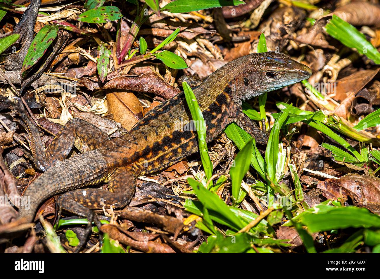 Little lizard reptile image Stock Photo