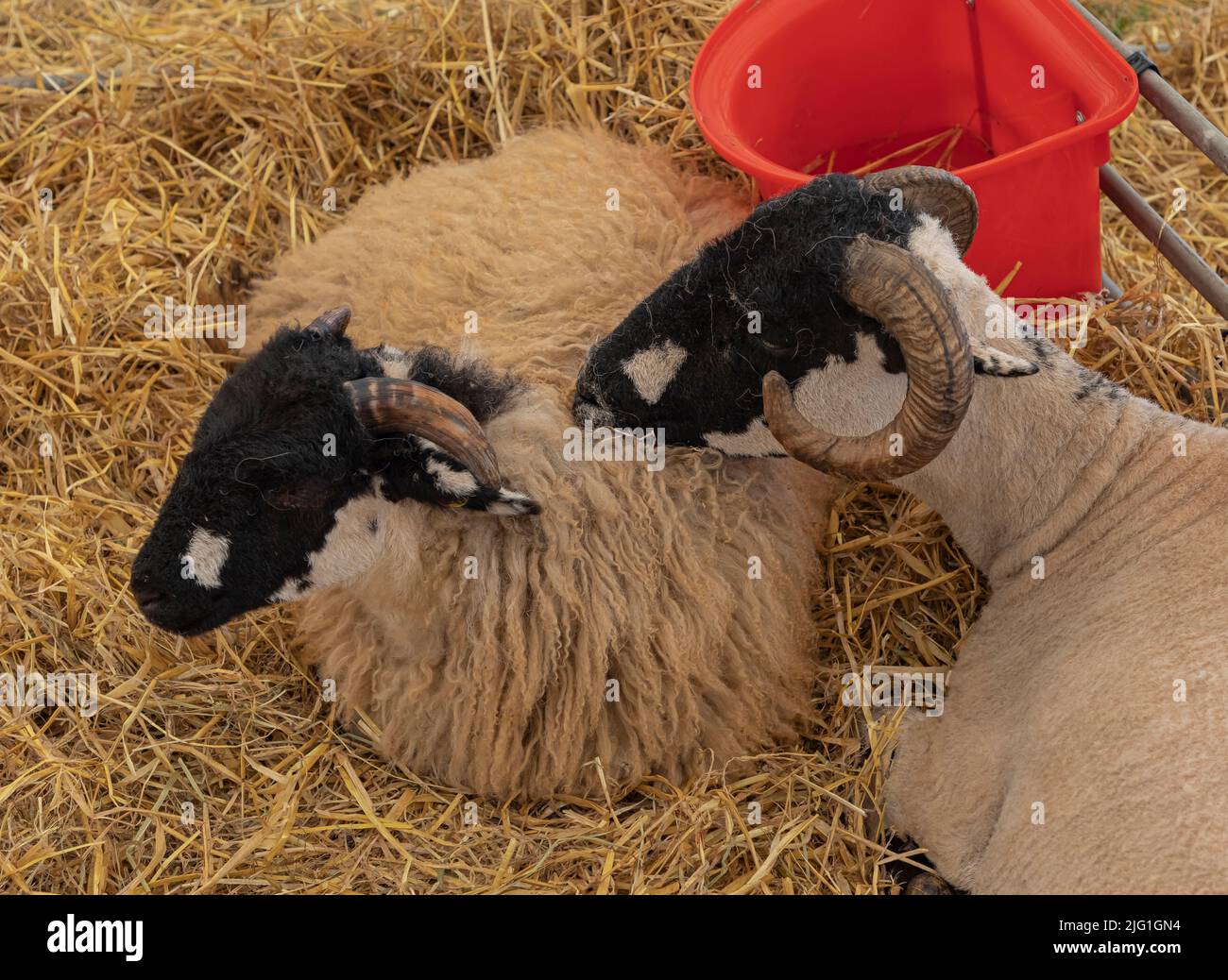 Two sheep with curled horns laying in the straw next to a red feed bucket Stock Photo