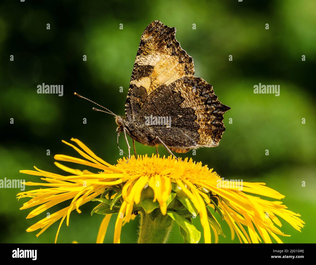 A peacock butterfly on a yellowhead Stock Photo