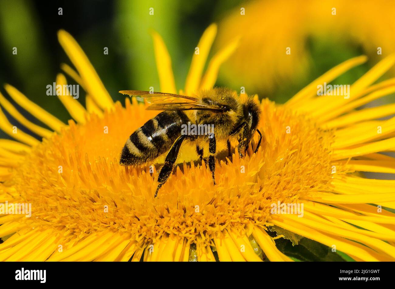 A honeybee collecting pollen or nectar Stock Photo
