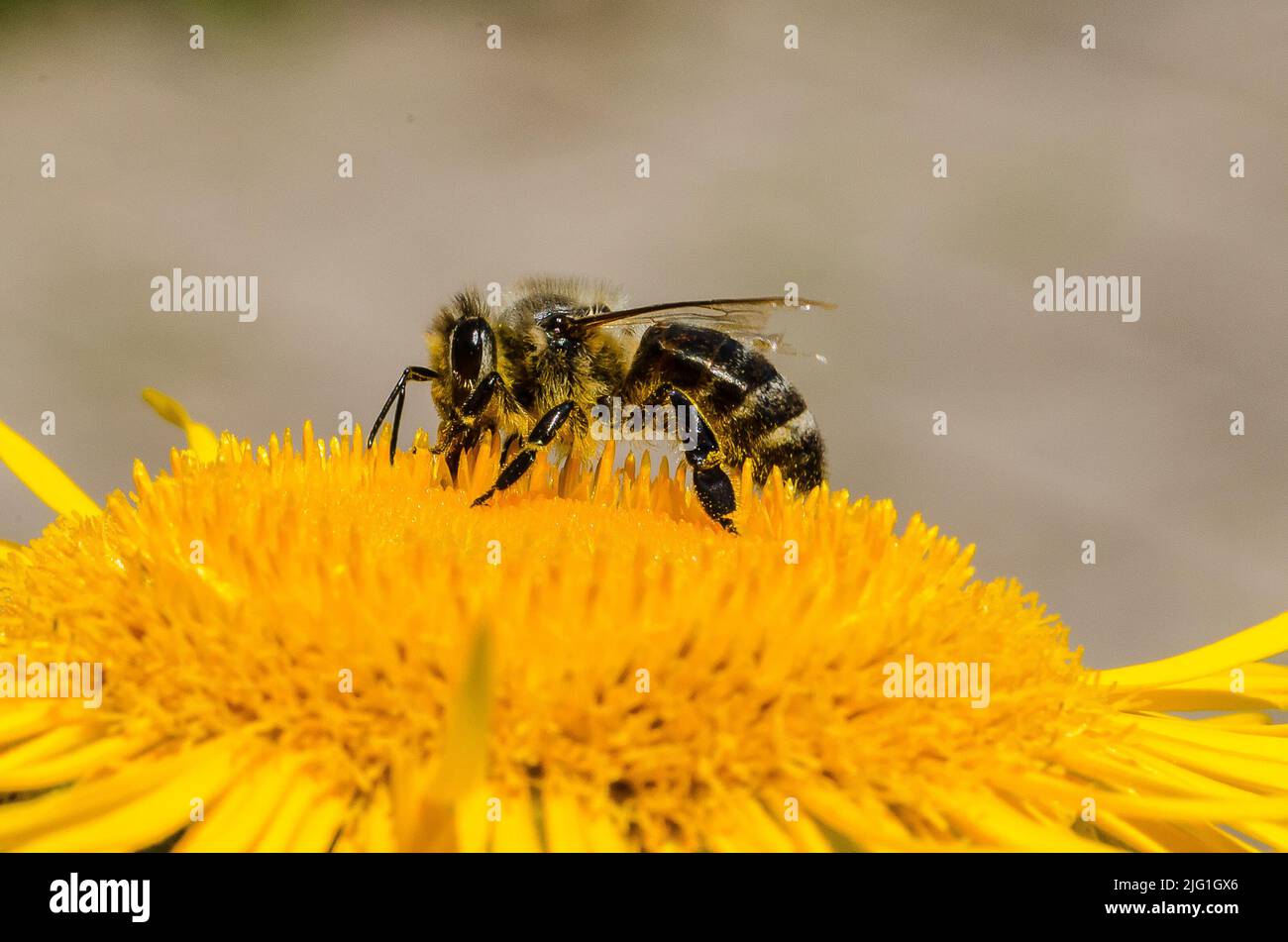 A honeybee collecting pollen or nectar Stock Photo