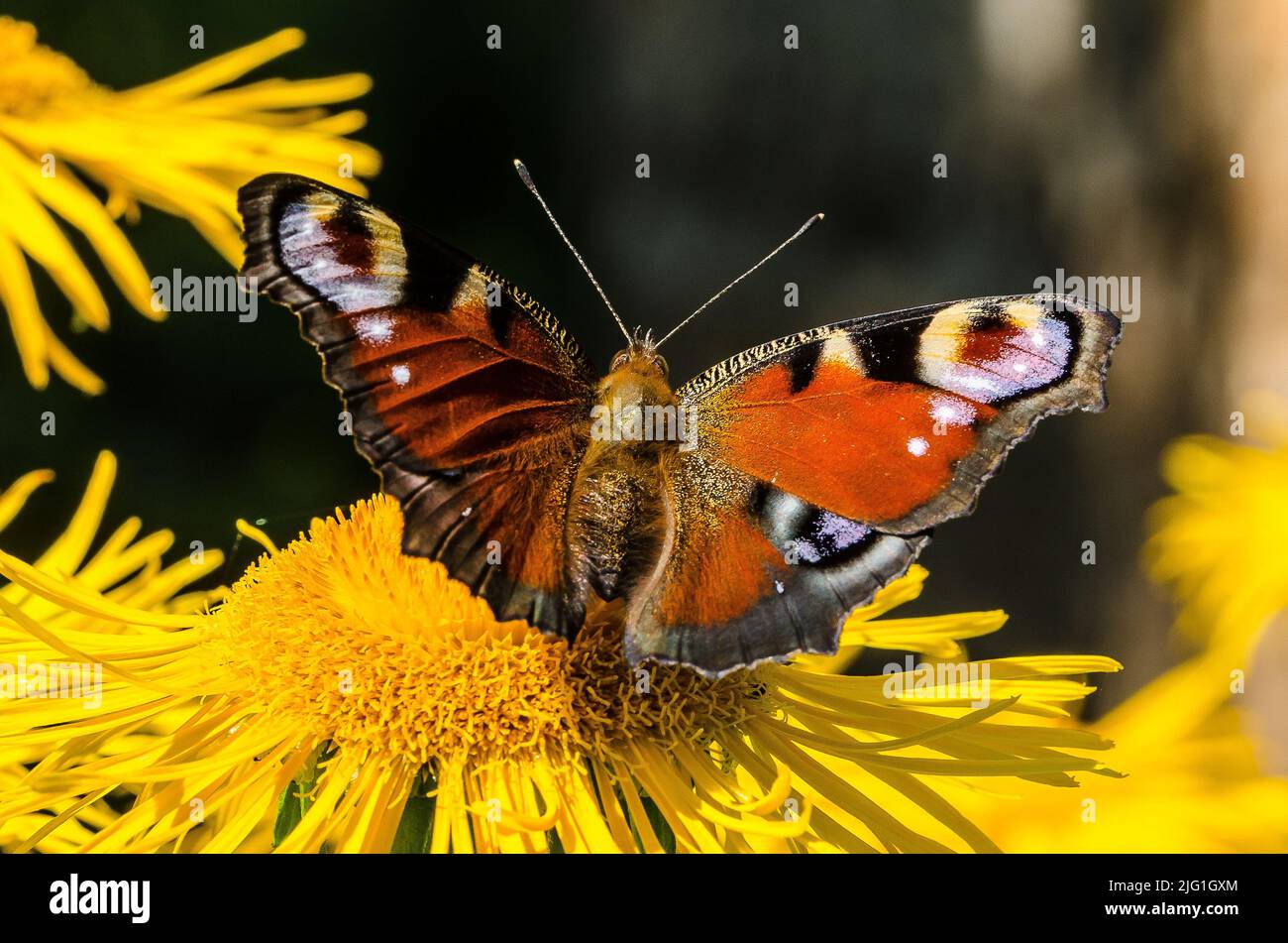 A peacock butterfly on a yellowhead Stock Photo