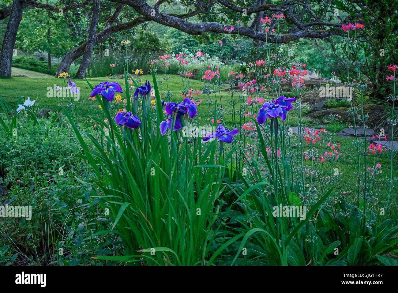Iris and primrose flowers, garden, Government House, Victoria, British Columbia, Canada Stock Photo