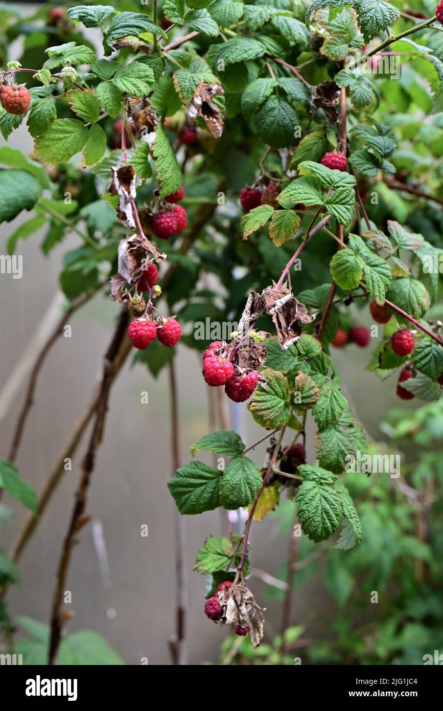 Rashberries hires stock photography and images Alamy