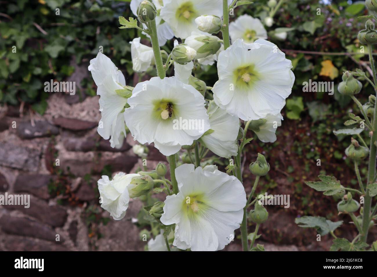 Tall white hollyhock hi-res stock photography and images - Alamy