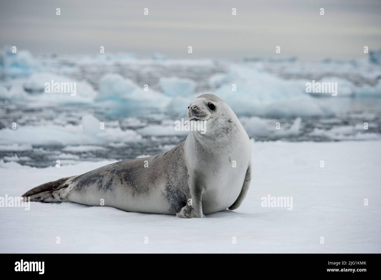 Crabeater Seal lobodon carcinophagus near Detaille Island Antarctica Stock Photo