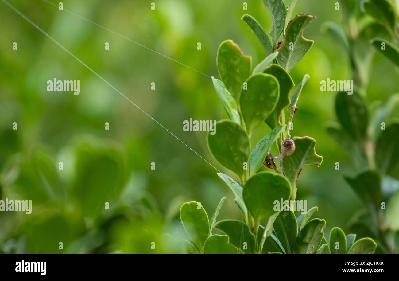 A Brown Garden snail (Cornu aspersum) on a plant at a garden in Sydney ...