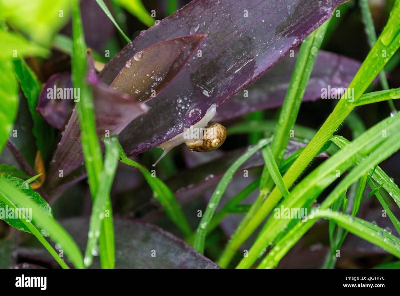 A Brown Garden snail (Cornu aspersum) on a plant at a garden in Sydney ...