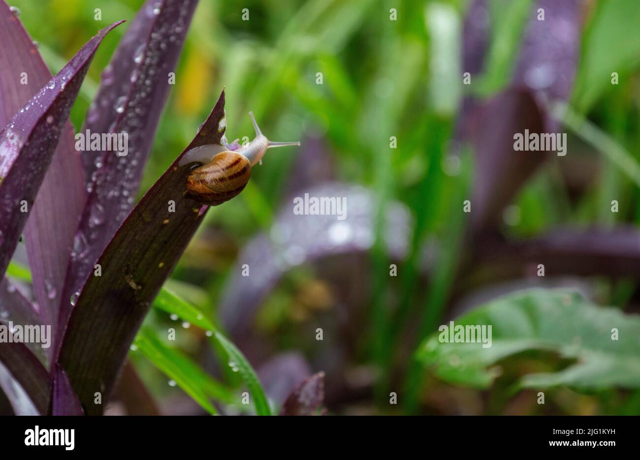 A Brown Garden snail (Cornu aspersum) on a plant at a garden in Sydney ...