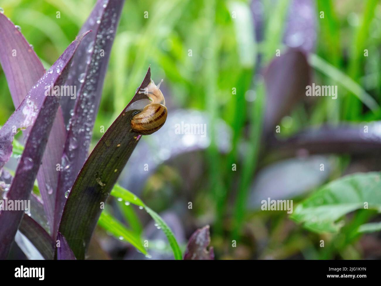 A Brown Garden snail (Cornu aspersum) on a plant at a garden in Sydney ...