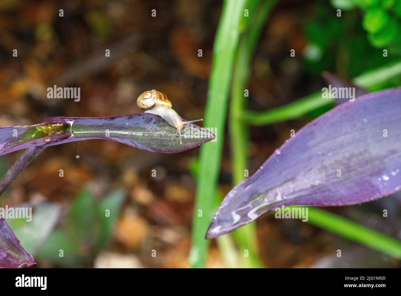 A Brown Garden snail (Cornu aspersum) on a plant at a garden in Sydney ...
