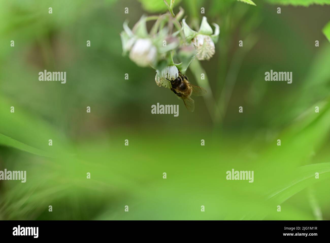 Unripe rashberry on the bush and a bee as a closeup against a blurred background Stock Photo