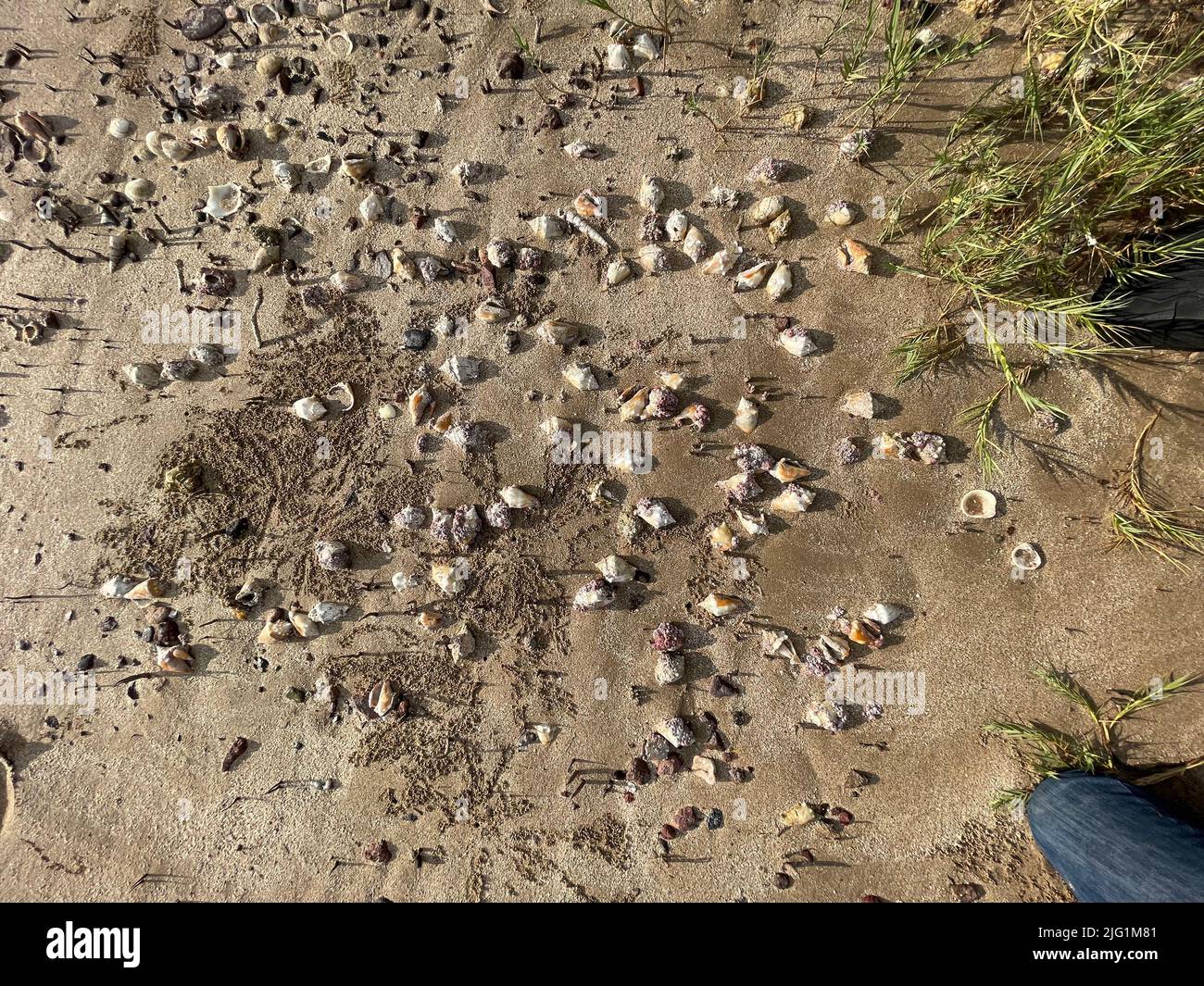 Snails in the Kino estuary, Sonora, Mexico. © (Photo by Luis Gutierrez