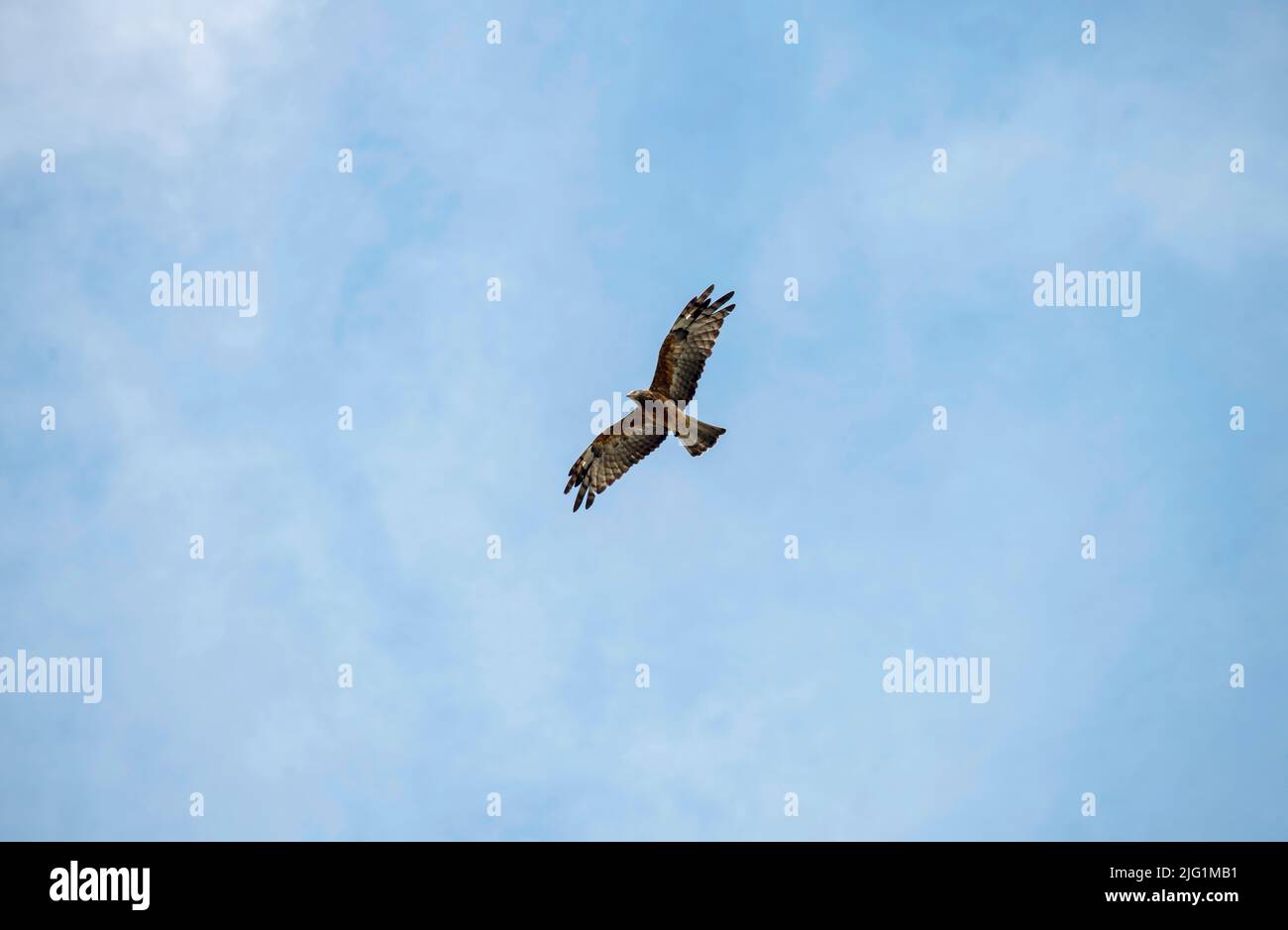 A Long-legged Buzzard (Buteo rufinus) flying in the sky in Sydney, NSW ...