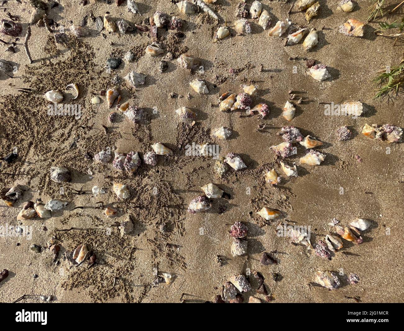 Snails in the Kino estuary, Sonora, Mexico. © (Photo by Luis Gutierrez