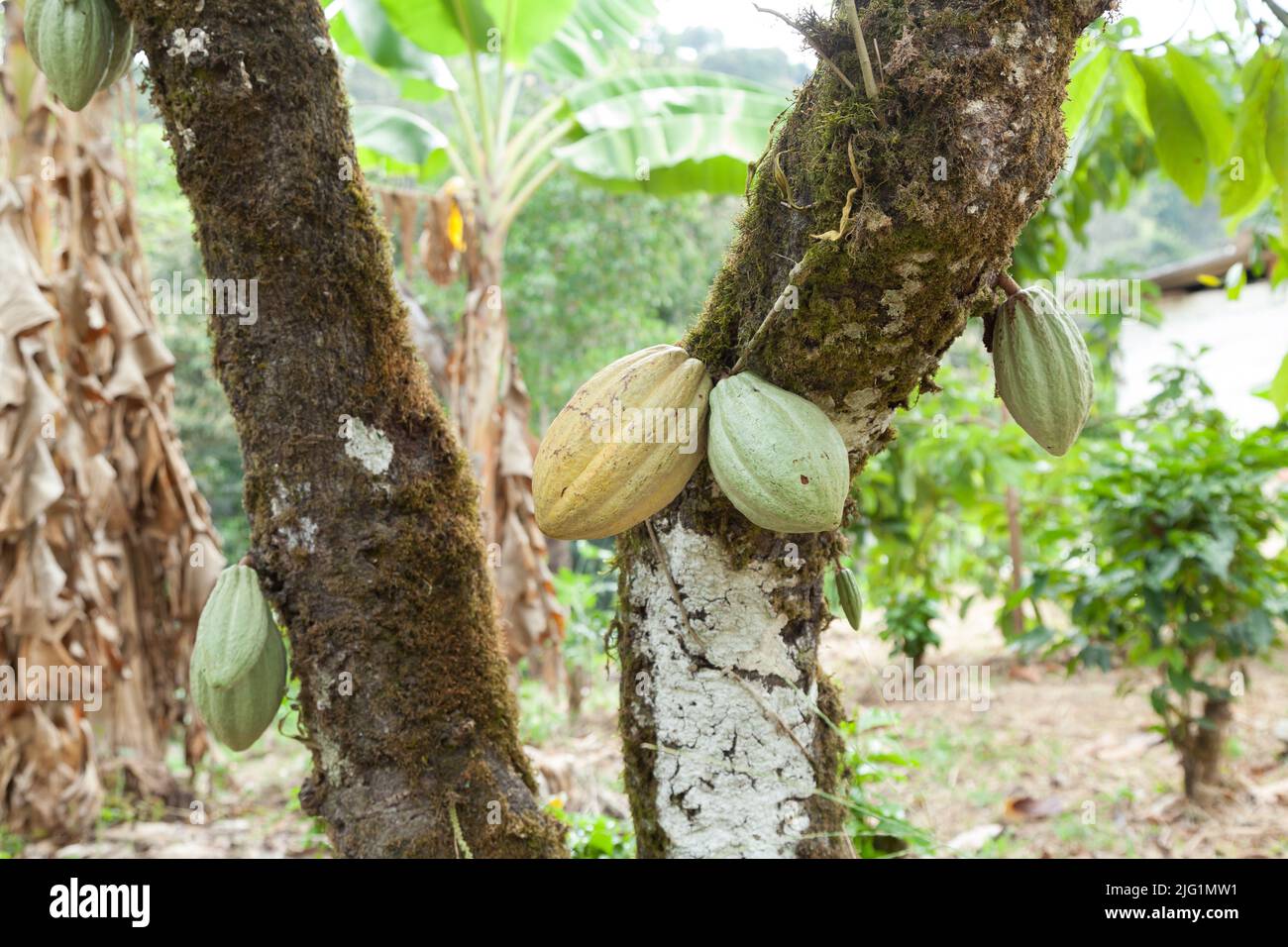 Theobromacocoa; Natural harvest, cocoa plant with hanging fruits Stock