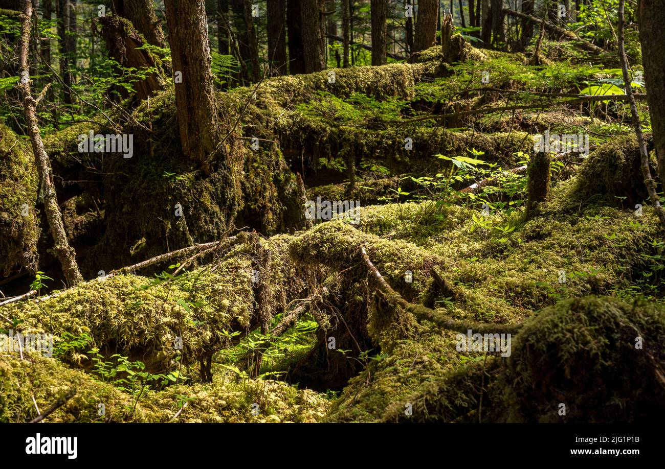 Moss and plants cover the ground in temperate rain forest at Icy Strait Point in Alaska Stock Photo