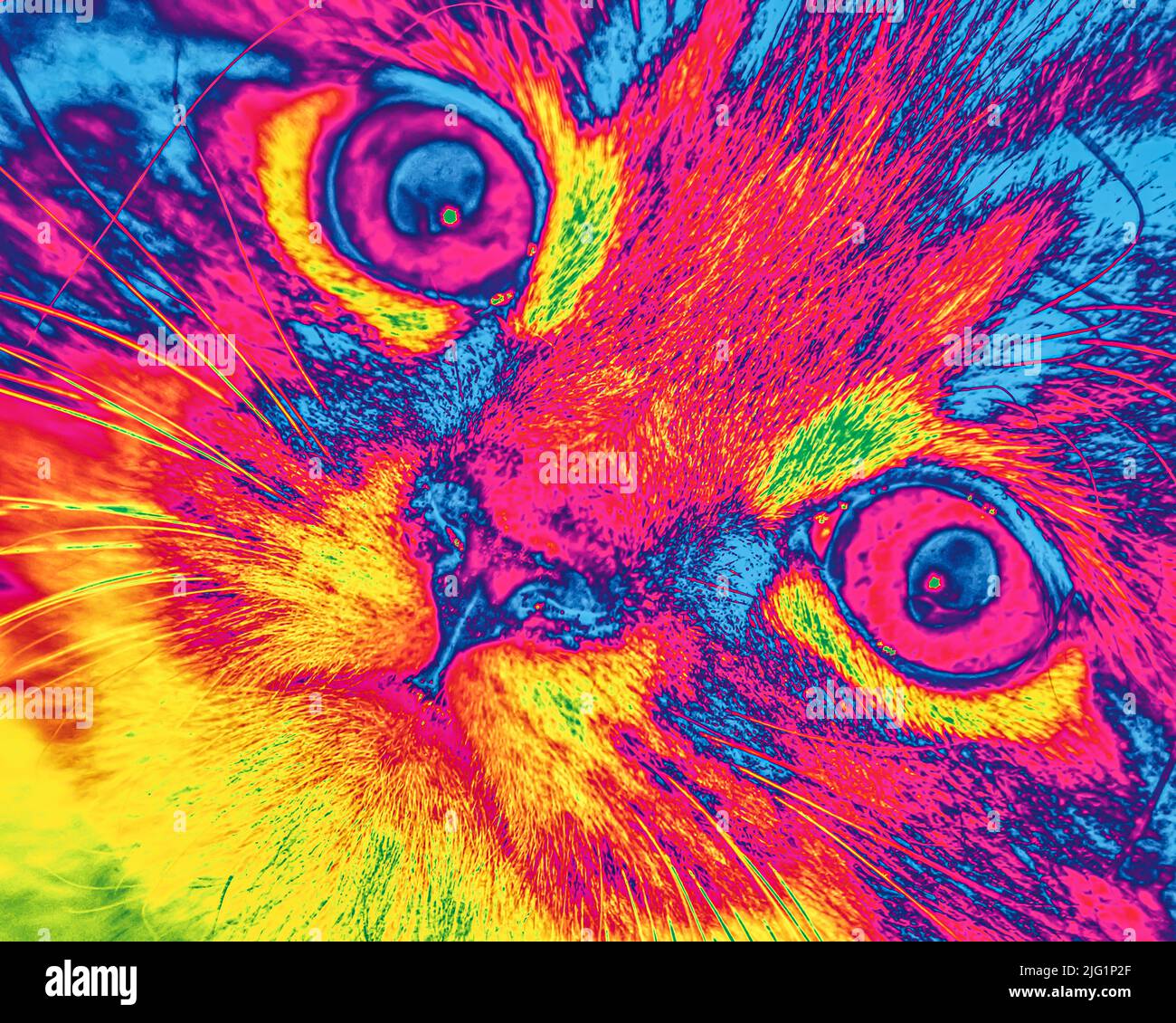 digital art cat pattern Stock Photo