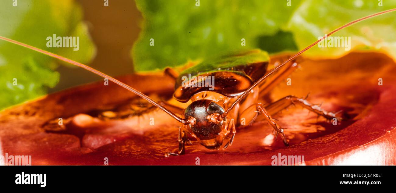 Cockroach eating hi-res stock photography and images - Alamy