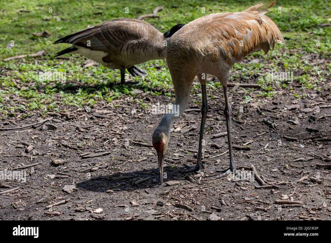 The sandhill crane(Antigone canadensis) . Native American bird a