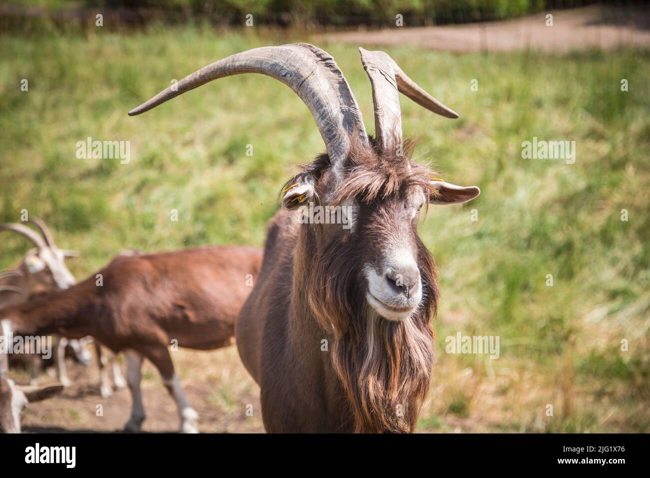 Togggenburger he-goat, a dairy goat breed from Switzerland Stock Photo