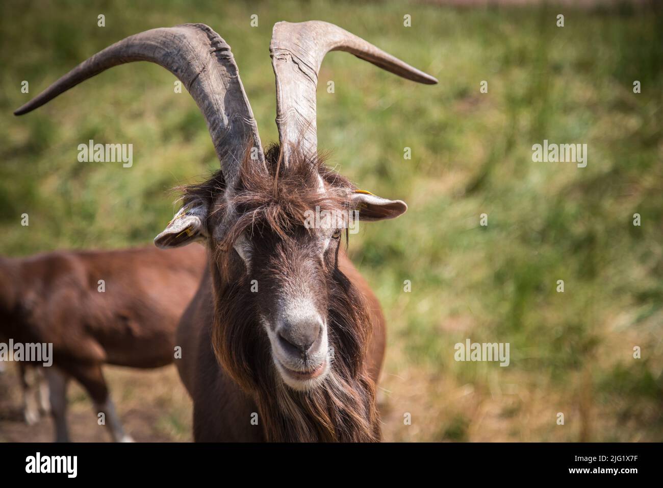 Togggenburger he-goat, a dairy goat breed from Switzerland Stock Photo