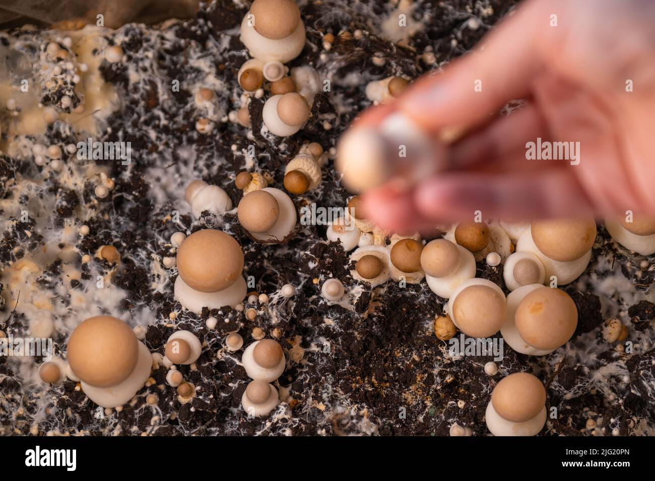 Champignons Mushrooms.mushroom mycelium. Growing and collecting