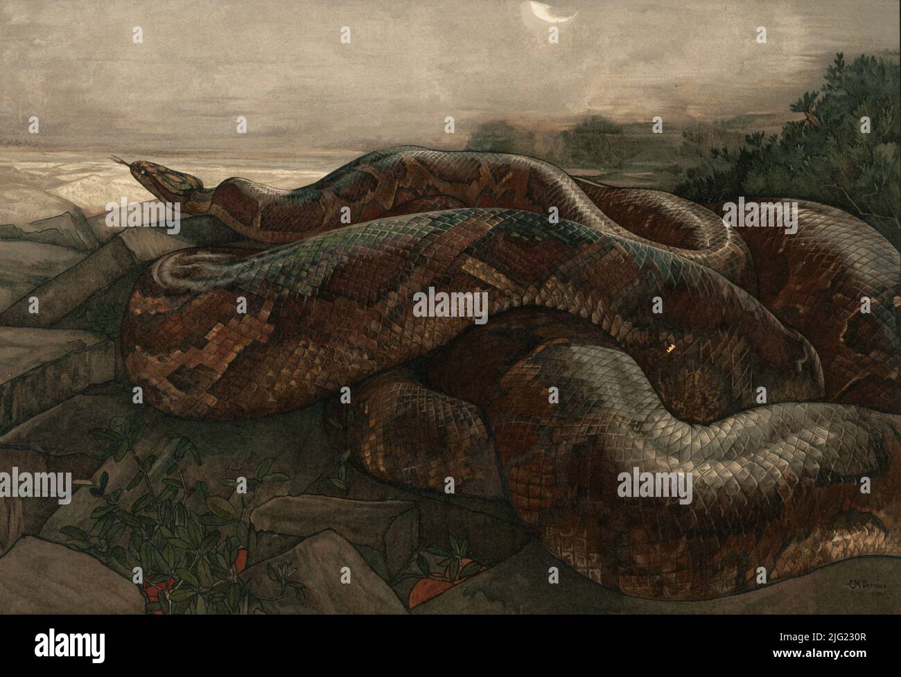 Rudyard kiplings jungle book hi-res stock photography and images - Alamy