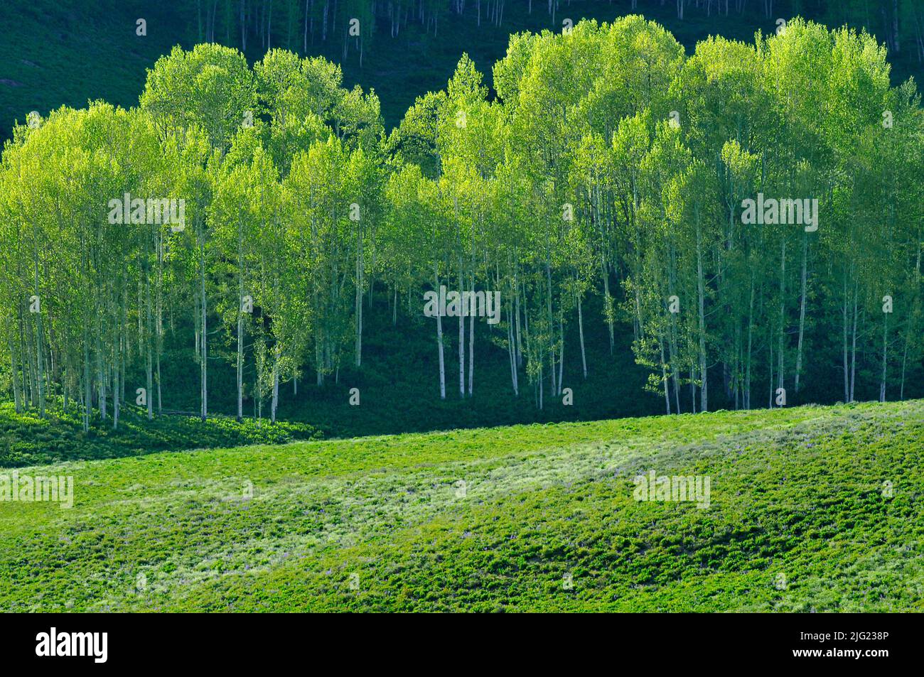 Aspen trees in Gunnison National Forest, Colorado, USA Stock Photo Alamy